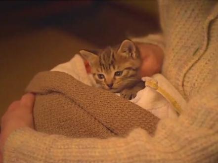 想要成为吸猫体质其实也没那么难 #科学养宠攻略 #猫咪的迷惑行为 #养宠进阶指南