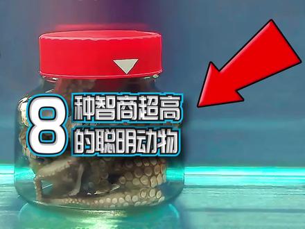 章鱼会开瓶盖?8种高智商的动物