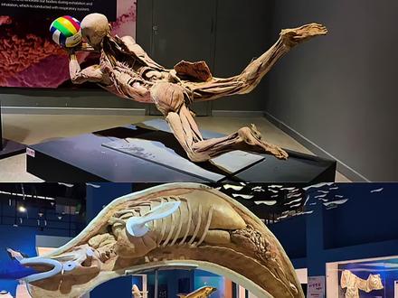 人和鲸肾一样吗 #标本 #科普 #博物馆 #塑化标本