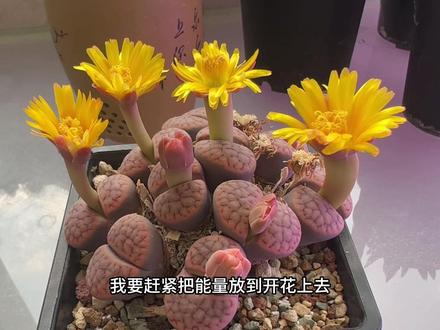 生石花如何才能多开花?
#多肉植物 #番杏 #生石花 #多肉开花