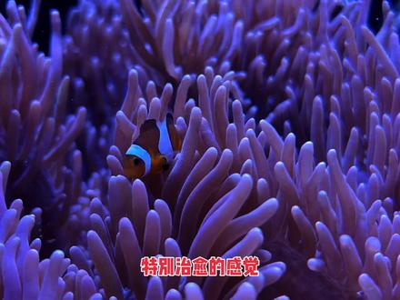 从零开始玩海缸-海葵入缸啦#海缸 #海水鱼珊瑚 #鱼缸里的大自然 #观赏鱼 #海洋生物