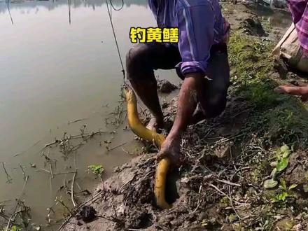钓黄鳝比钓鱼还要刺激,一起看看黄鳝是怎么钓的吧#户外钓黄鳝 #钓黄鳝技巧 #钓黄鳝的快乐 #创作者中心 #创作灵感