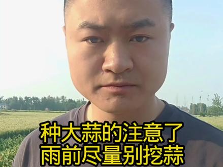 接连几天的降雨来了,大蒜用不用提前挖?#大蒜#肥料#病虫害防治#关注我每天分享农业知识#三农种植