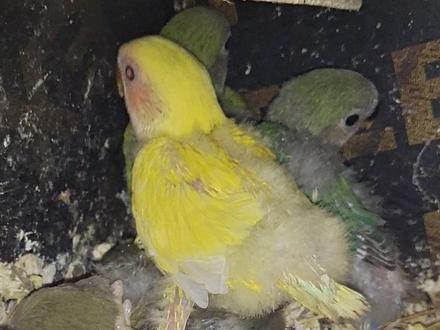 黄桃配绿桃到底出什么品种呢?咱们一起来揭晓答案吧……#黄桃牡丹鹦鹉 #绿桃牡丹鹦鹉 #鹦鹉孵化手养 #自繁自养 #半毛鹦鹉