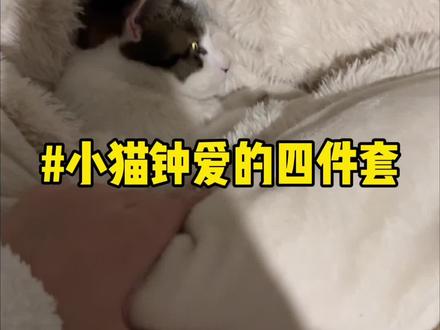 我家小猫最爱的四件套,每天喊都喊不醒#萌宠 #可爱小猫咪 #猫咪睡觉姿势 #冬天床上长猫了