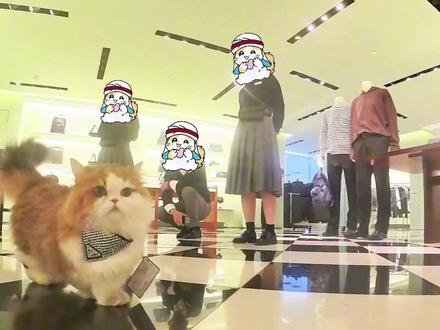 当猫界阿拉伯王子逛奢侈品店PRADA #萌宠出道计划 #萌宠 #动物的迷惑行为 #梅西的猫#厨喵@梅西之家 @阿夫Ashraf