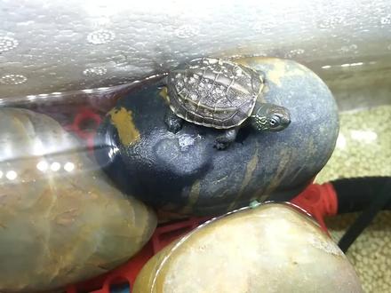 乌龟背部长白斑点,给它们治疗一下