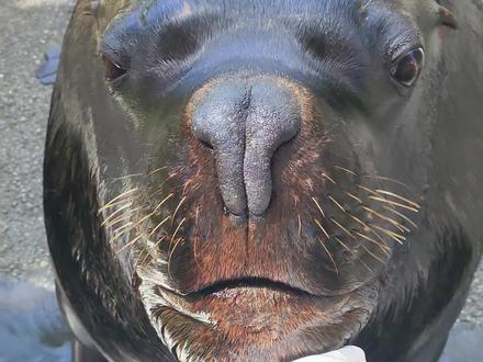 好多人说要看耳朵呀#海狮 #爱笑的海狮