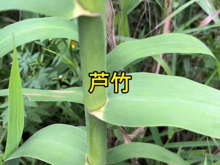 芦竹,似竹非竹的植物#你的家乡有这种植物吗 #植物科普 #识百草