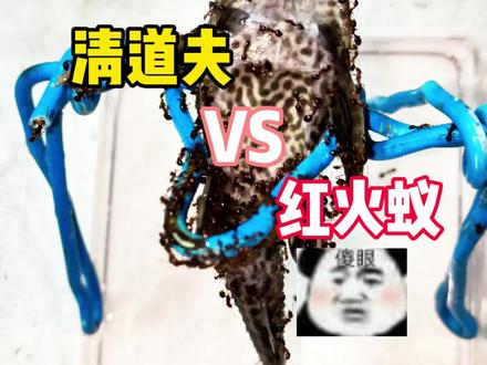 如果红火蚁一不小心掉到清道夫身上,会发生什么事?#清道夫 #入侵物种 #趣味实验 #红火蚁