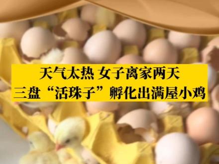 天气太热 女子离家两天,三盘“活珠子”孵化出满屋小鸡,网友:本来准备吃的 现在得准备吃的