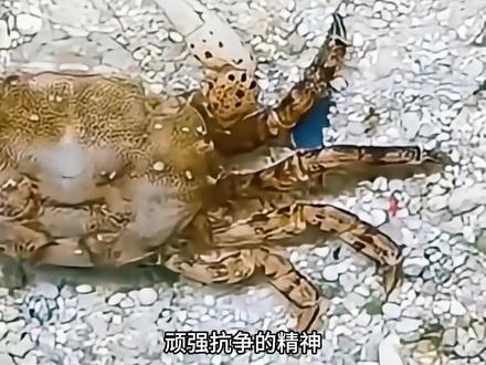 顽强小蟹的故事 #正能量