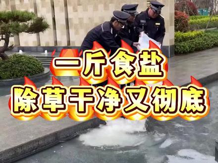 一斤食盐,除草干净又彻底#除草 #除草剂 #野草 #杂草 #三农