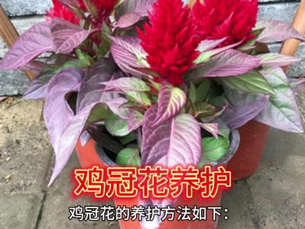 #种植小技巧 #花卉绿植 #养护小知识 #爱生活爱养花 #鸡冠花 鸡冠花养护方法