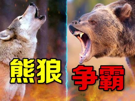 科学家首次公布熊袭击狼窝视频,成年狼眼看着狼崽被杀不敢拼命#青少年成长手册 #科普知识 #熊 #野生动物