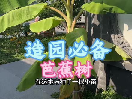 适合北方种植的芭蕉树,为庭院增添点热带风情,好种易活#芭蕉 #热带水果 #庭院景观