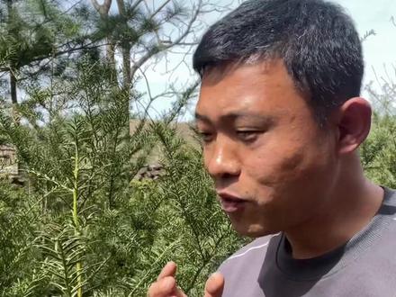 紫杉,常年驻扎绿化带,你能想象它是个中药材?😂#一般人不知道是什么 #农村生活 #中草药 #中医 #野生药材