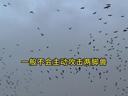 野外遇到这些动物,要跑吗?#野生动物零距离 #神奇动物在抖音