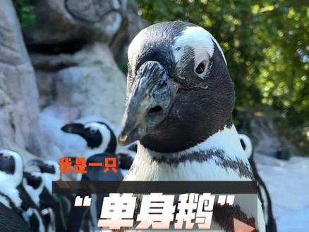 野外只能在非洲找到的非洲企鹅,性别只能靠基因鉴定?#上海动物园 #企鹅 #斑嘴环企鹅 #单身狗