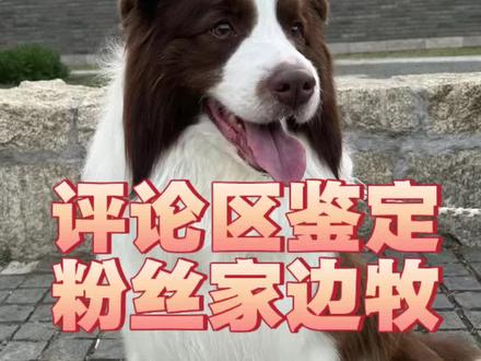 评论区随机鉴定粉丝家边牧 欢迎大家来投稿 随机抽取粉丝上电视啦!投稿!投稿!投稿!#边境牧羊犬 #边牧 #养狗的乐趣 #养狗经验分享 @DOU+小助手