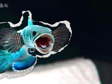 水族圈宝藏鱼!雷龙鱼全科普,新手也能秒懂。
#养鱼日记 #雷龙鱼 #雷龙鱼怎么养