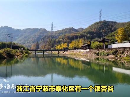 浙江宁波桕坑村又到最美时,清溪秋色美如画,银杏谷成为网红景点 #千年银杏古树 #vlog旅游 #小众景点