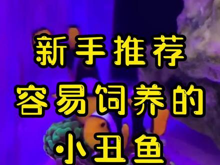 涛哥推荐给海缸新手玩家的7种小丑鱼,请一定看到最后。小丑鱼的种类非常多,很多地方的名称叫法有所差异,或许和视频中所差异,但不影响大家选择和饲养。#小丑鱼 #海水鱼 #海缸 #水族