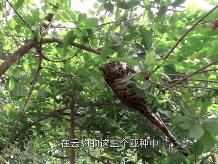 灭绝36年“起死回生”?台湾云豹经历了什么,为何还能重新出现?#科普