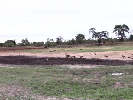 水羚羊被非洲野狗追捕,已经无法逃跑,只能趴在地上看淡生死 #自然万物都是宝 #内容启发搜索 #动物世界 #动物 #野生动物零距离