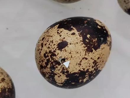 超治愈‼️小鹌鹑出壳过程❤️❤️