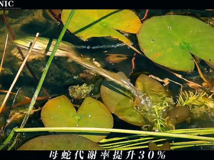 生命暗涌:蝮蛇的繁衍密码 #动物世界 #内容启发搜索