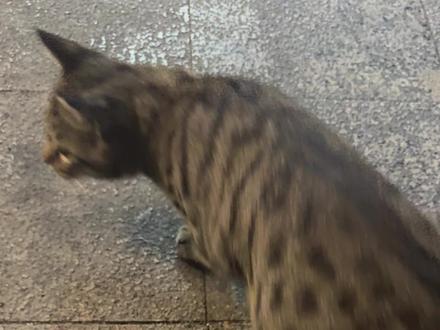 救敏🆘 我后来才发现里面是一条蛇,有个细细的尾巴留在了外面,谁能想后来的我一声超大的“我C”在整个广场回荡~#狸花猫