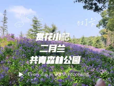 2026年3月12号打卡共青森林公园二月兰,公园里到处都是紫色盛开的二月兰,真的是太美了,我觉得由其是在松涛林的那一大片是最美的。😄😄😄#共青森林公园 #共青森林公园二月兰 #二月兰 #二月兰花海