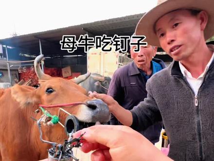 最要注意母牛 因为母牛通常比较瘦 #我的乡村生活 #技术活一般人来不了 #牛胃取铁