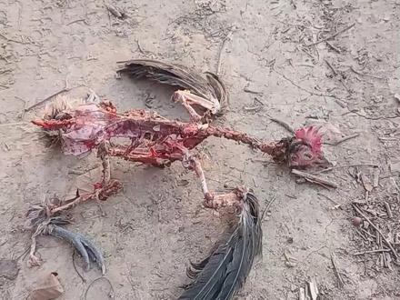 这些动物还有救吗?#动物 #保护动物 #神奇动物 #动物科普