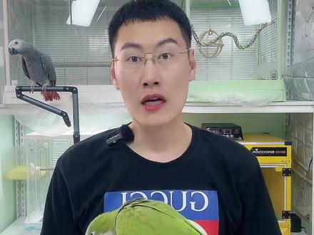 鹦鹉电解质的正确使用方法。 #鹦鹉