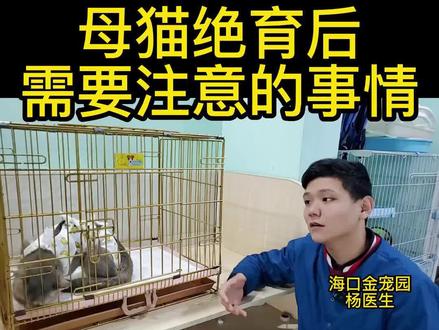 母猫绝育后 需要注意的事情 #养宠进阶指南 #养宠物 #宠物知识 #绝育的猫 #猫绝育