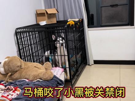 二哈差点把土狗咬死,主人把暴打一顿关禁闭,结果却把二哈吓哭了 #哈士奇 #狗狗 #宠物