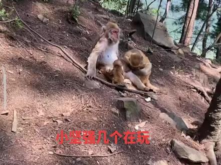 @锋锋哥 发脾气了,大家客观理性包容评论,否则拉黑不能录屏了