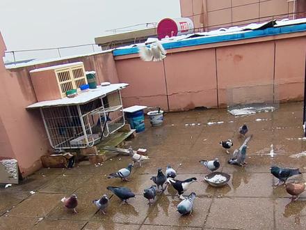 (第15集)
徒手再抓白呆呆,
白呆呆就是那个罪魁祸首。
#呆呆鸟 #真实户外 #随拍 #剧情 #宠物