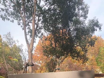 一分钟带你学会树枝飞镖#飞镖 #暗器 #手法 #教学