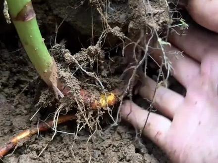 虎杖,它的价值你们懂吗#植物科普 #一日一植物 #大自然的馈赠