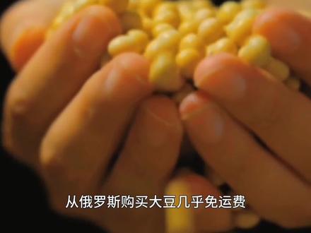 中国宁向美国购买“转基因大豆”,也不从俄罗斯购买,这是为什么(1) #知识前沿派对 #科普一下 #涨知识了