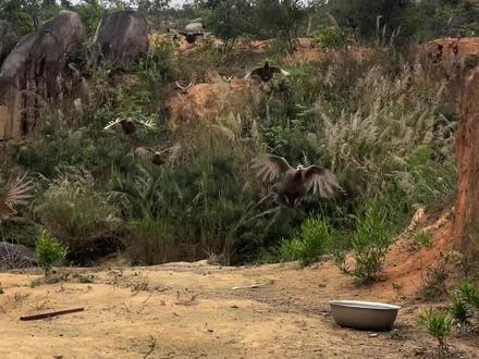 会飞的鸡,简称“飞鸡”#科普#涨知识