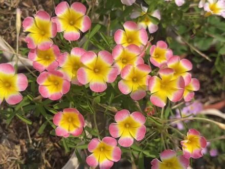 不要总盯着红丝绸呀,综合开花性,爆花能力,红金、薯红,表现比红丝绸好,尤其是在没啥太阳的地区。#酢浆草 #爱生活爱养花 #记录真实生活