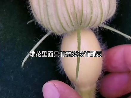南瓜植物的性别#南瓜