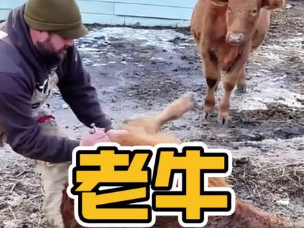 牛肚子胀气放气的时候居然可以点着火 #野生动物零距离