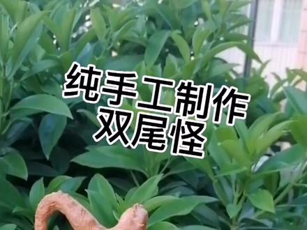 这次制作#奥特曼 里的#怪兽 ,据说味如#小龙虾 的#双尾怪 ,#手艺人 @抖音小助手