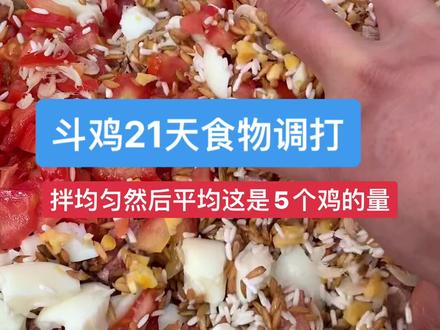 #斗鸡爱好者 #斗鸡养殖 #斗鸡文化 #斗鸡 #斗鸡食槽 #公鸡中的战斗机 @抖音小助手 @DOU+小助手