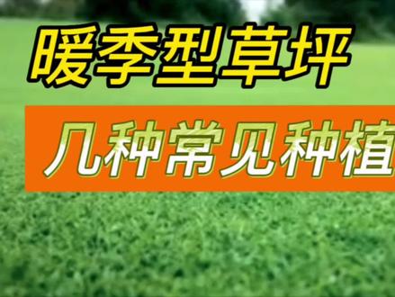 暖季型草坪几种常见种植方式#草坪基地 #绿化养护 #草坪草皮